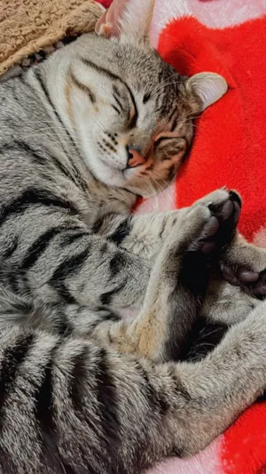 Gato raça SRD idade 1 ano nome Mimi 