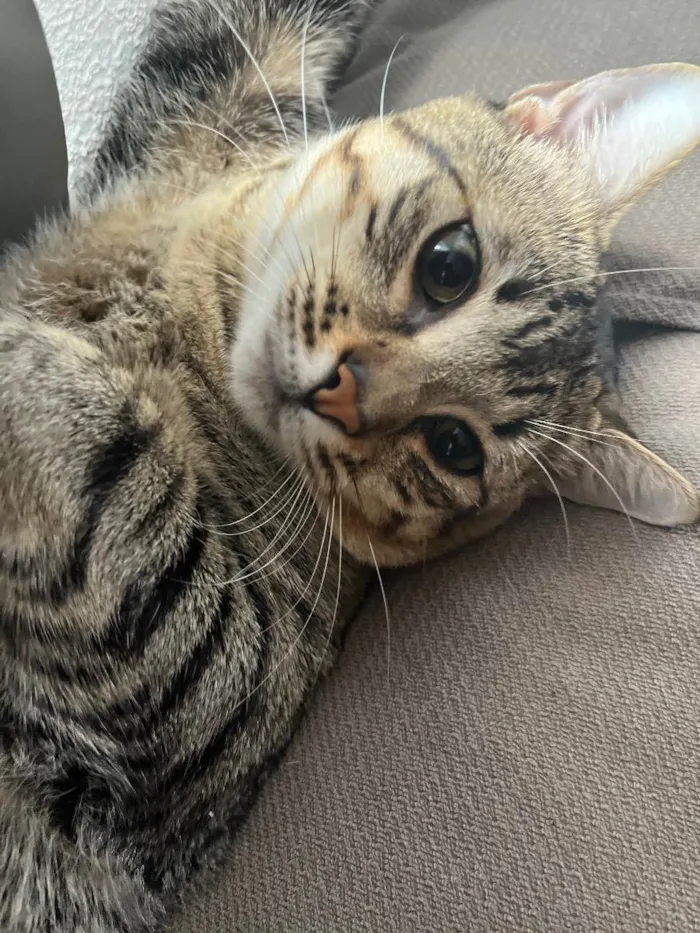 Gato ra a SRD idade 1 ano nome Mimi 
