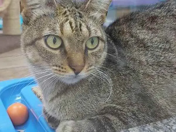 Gato raça Srd idade 7 a 11 meses nome Glenda