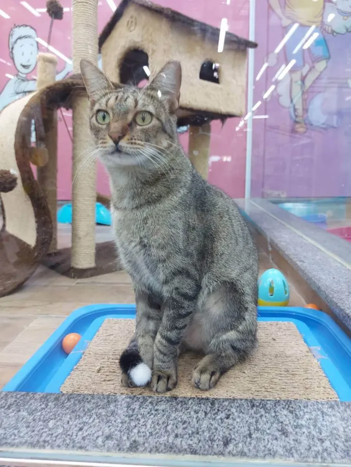 Gato raça Srd idade 7 a 11 meses nome Glenda