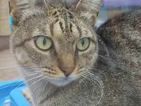 Gato raça Srd idade 7 a 11 meses nome Glenda