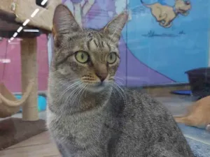 Gato raça Srd idade 7 a 11 meses nome Glenda