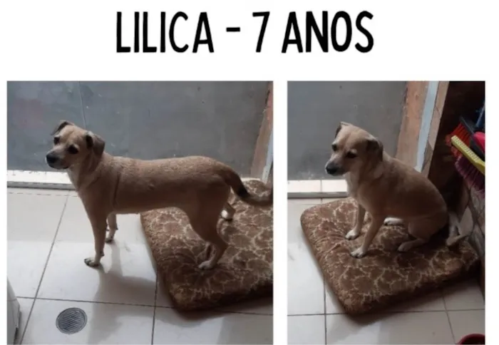 Cachorro ra a Indefinida idade 6 ou mais anos nome Lilica