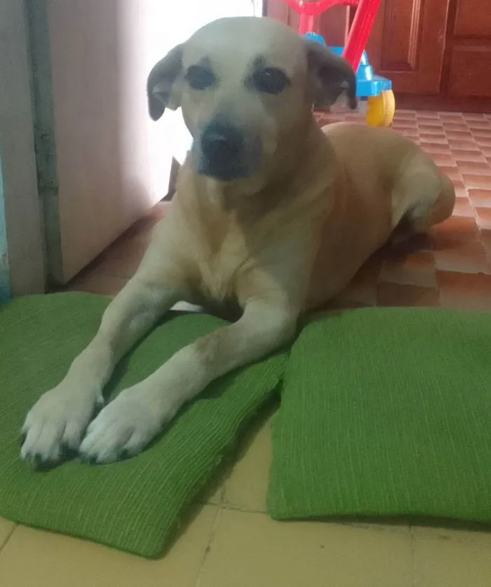 Cachorro ra a SRD - VIRA LATA  idade 6 ou mais anos nome Hulk