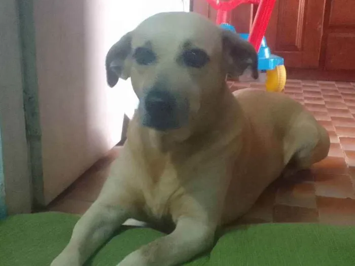 Cachorro ra a SRD - VIRA LATA  idade 6 ou mais anos nome Hulk