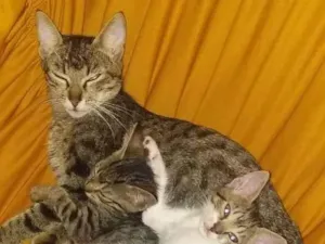 Gato raça Tigrado idade Abaixo de 2 meses nome Bolinha, Maresia e P