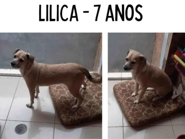 Cachorro ra a Indefinida idade 6 ou mais anos nome Lilica