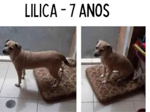 Cachorro raça Indefinida idade 6 ou mais anos nome Lilica