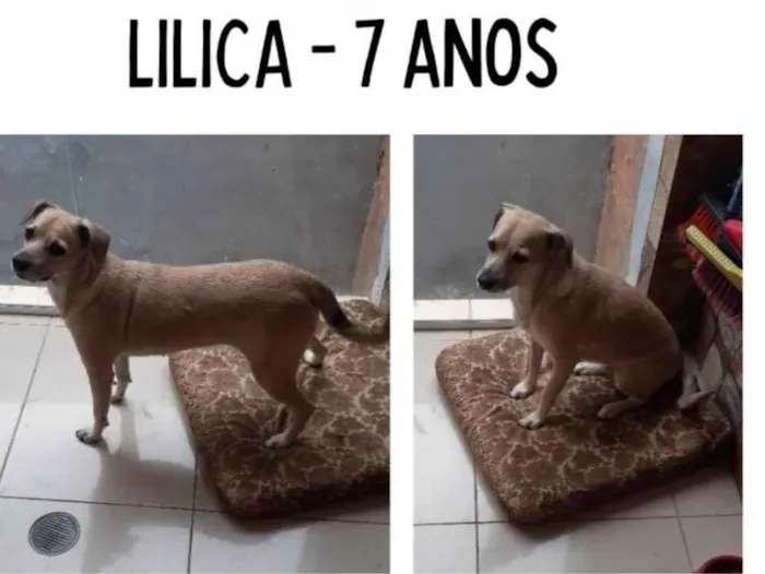 Cachorro ra a Indefinida idade 6 ou mais anos nome Lilica