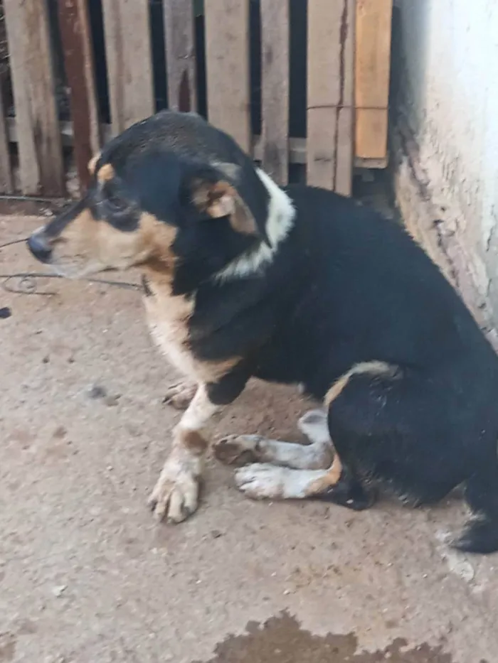 Cachorro ra a Vira lata idade 3 anos nome Beethoven