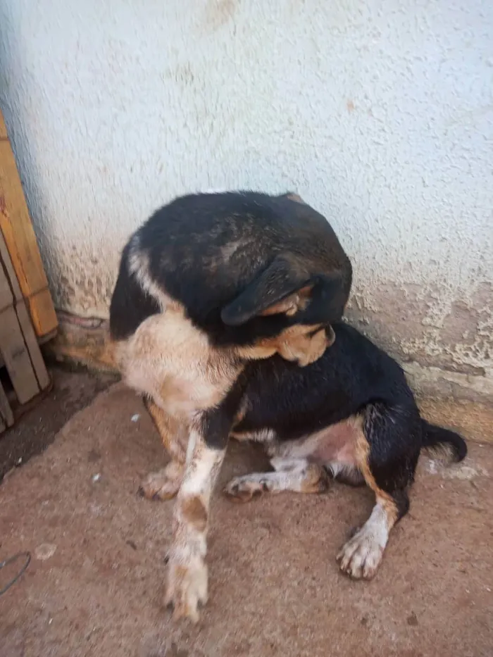 Cachorro ra a Vira lata idade 3 anos nome Beethoven