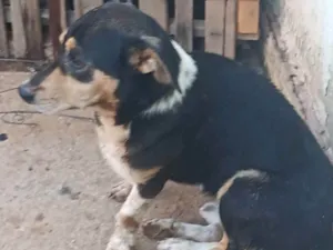 Cachorro raça Vira lata idade 3 anos nome Beethoven