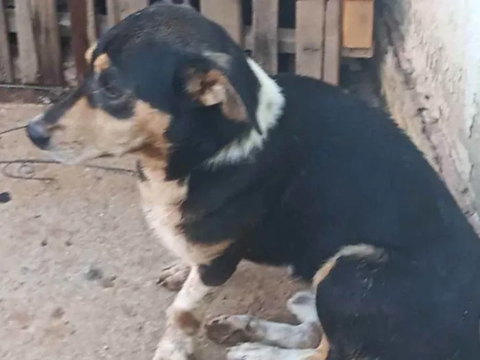 Cachorro ra a Vira lata idade 3 anos nome Beethoven