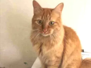 Gato raça Srd idade 1 ano nome Sandy