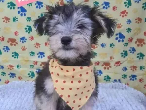 Cachorro raça Srd idade 2 a 6 meses nome Ursinho