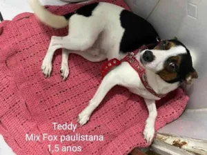 Cachorro raça Srd  idade 1 ano nome Teddy