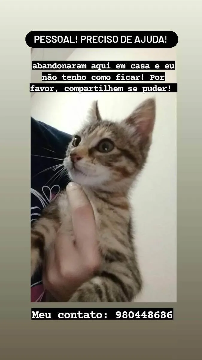 Gato ra a não tem raça idade 2 a 6 meses nome Sem nome