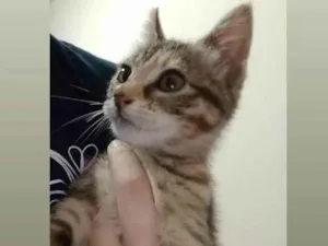 Gato raça não tem raça idade 2 a 6 meses nome Sem nome