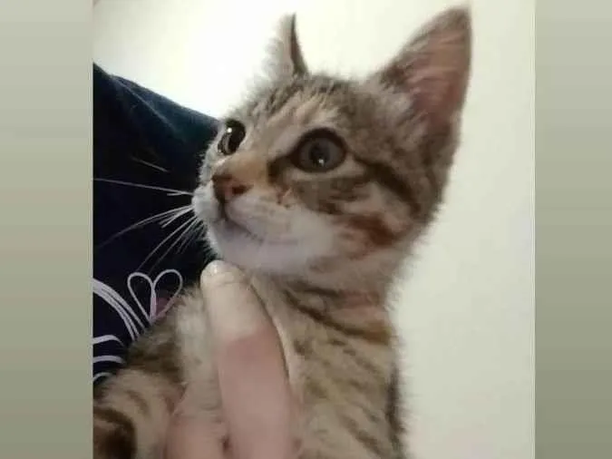 Gato ra a não tem raça idade 2 a 6 meses nome Sem nome
