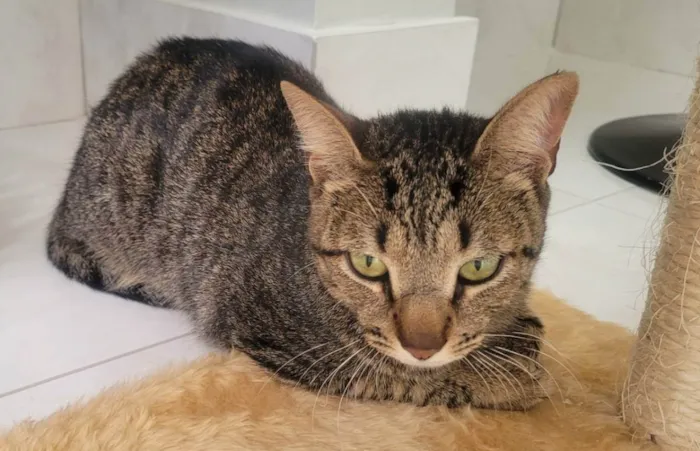 Gato ra a Felino SRD idade 1 ano nome Ninno