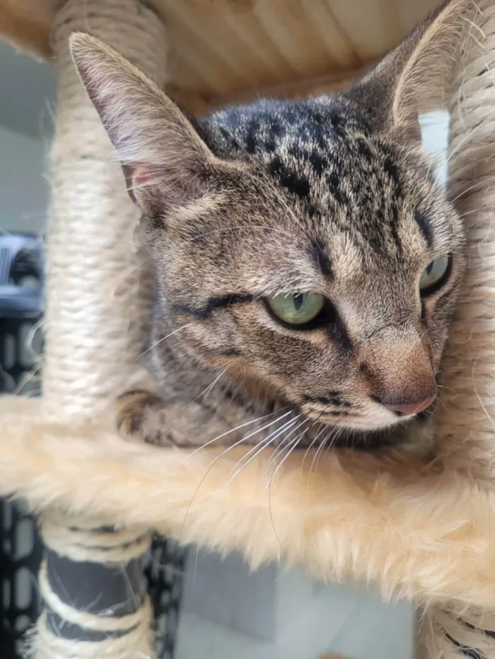 Gato ra a Felino SRD idade 1 ano nome Ninno