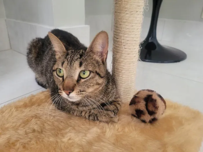 Gato ra a Felino SRD idade 1 ano nome Ninno