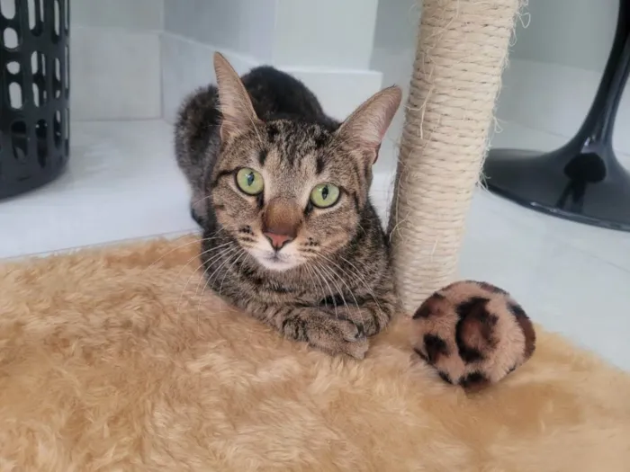 Gato ra a Felino SRD idade 1 ano nome Ninno