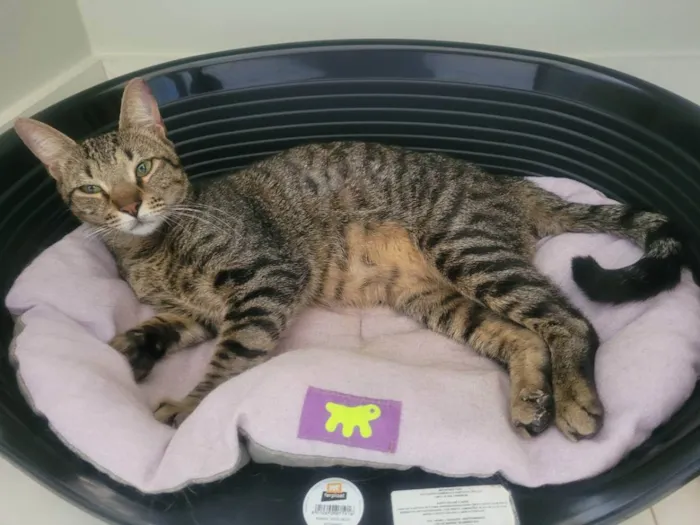 Gato ra a Felino SRD idade 1 ano nome Ninno