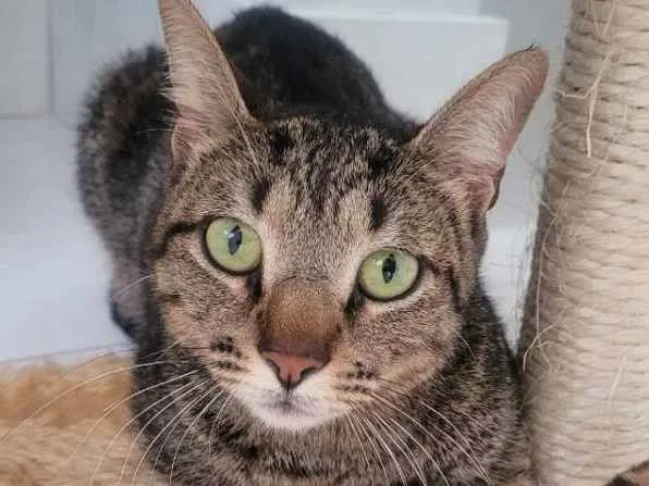 Gato ra a Felino SRD idade 1 ano nome Ninno
