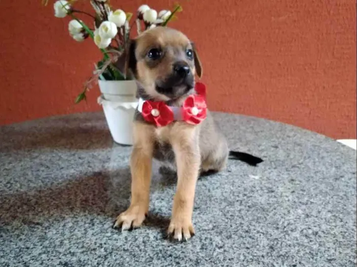 Cachorro ra a  idade Abaixo de 2 meses nome Aninha