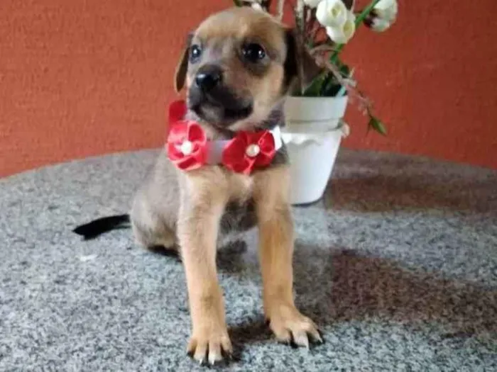 Cachorro ra a  idade Abaixo de 2 meses nome Aninha