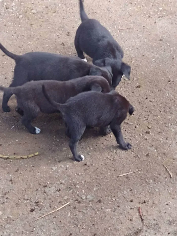 Cachorro ra a Indefinido  idade 2 a 6 meses nome Sem nome