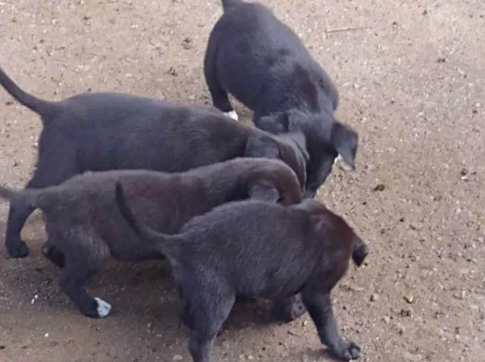 Cachorro ra a Indefinido  idade 2 a 6 meses nome Sem nome