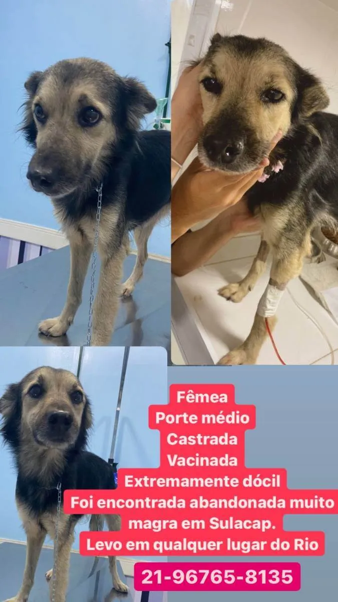 Cachorro ra a SRD idade 1 ano nome Princesa