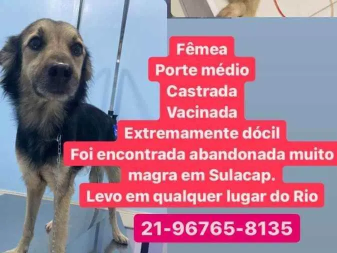 Cachorro ra a SRD idade 1 ano nome Princesa