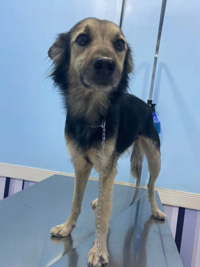Cachorro ra a SRD idade 1 ano nome Princesa