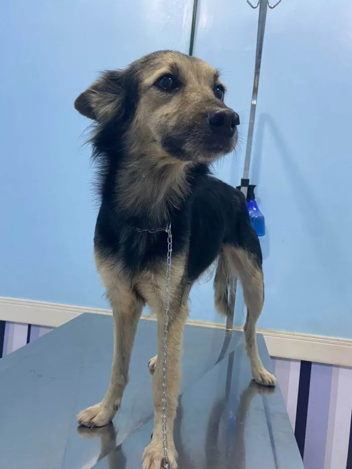Cachorro ra a SRD idade 1 ano nome Princesa