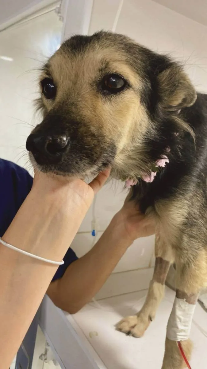 Cachorro ra a SRD idade 1 ano nome Princesa