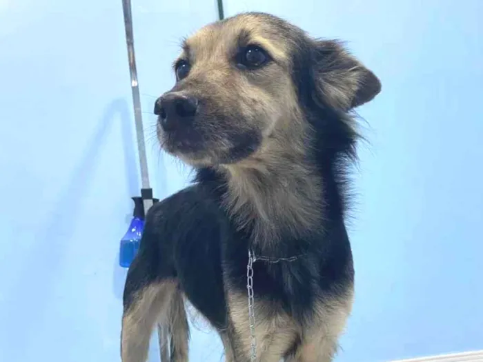 Cachorro ra a SRD idade 1 ano nome Princesa