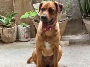 Cachorro raça SRD idade 1 ano nome Ravena