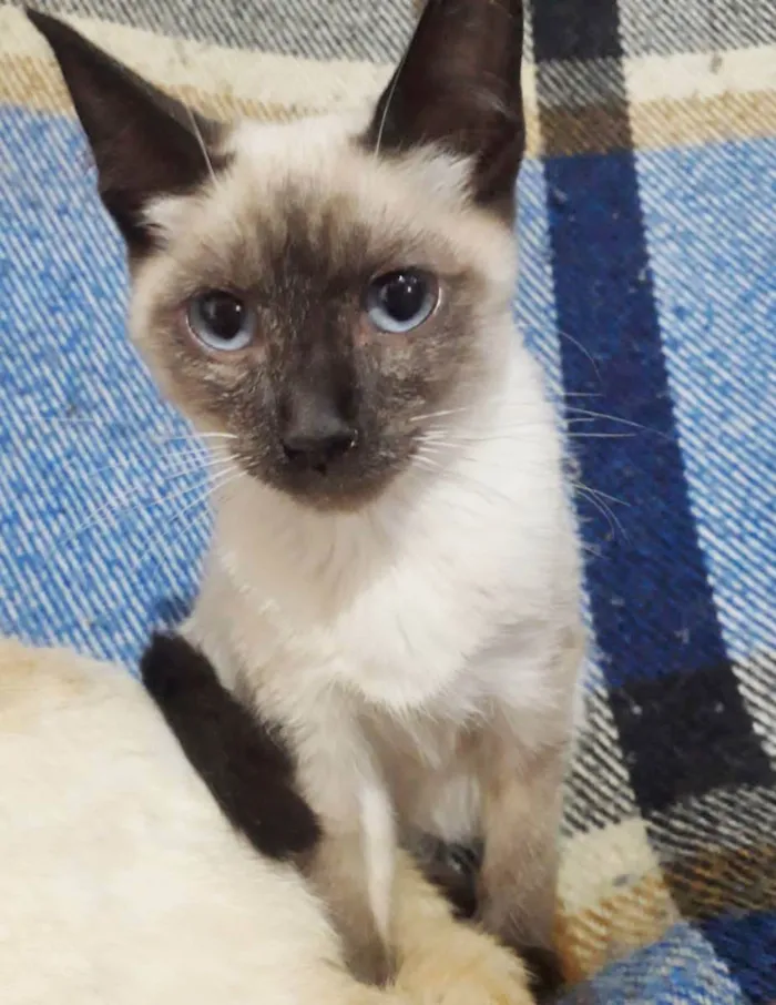 Gato raça SRD idade 2 a 6 meses nome GREY FILHOTINHA