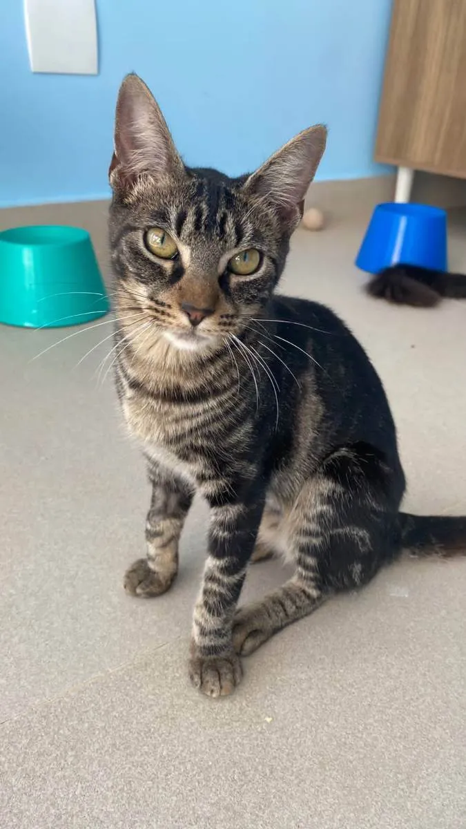 Gato raça Srd idade 2 a 6 meses nome Tutti