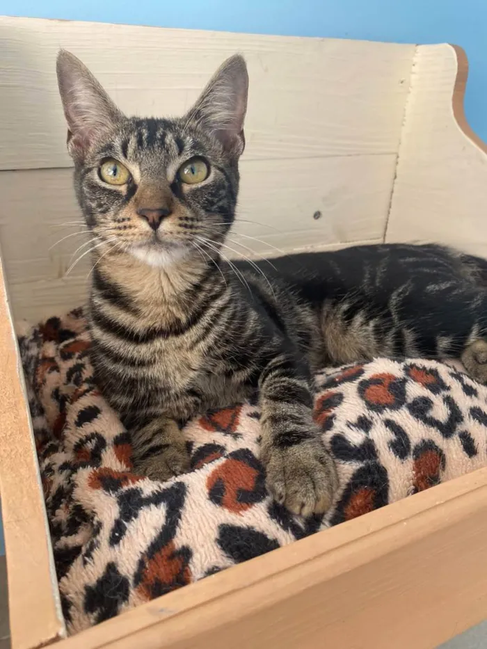 Gato raça Srd idade 2 a 6 meses nome Tutti