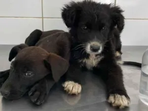 Cachorro raça SRD idade 2 a 6 meses nome Sem nome