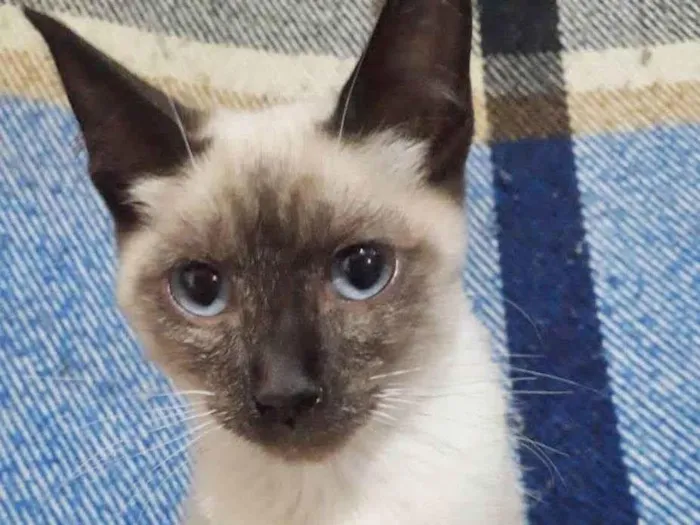 Gato raça SRD idade 2 a 6 meses nome GREY FILHOTINHA