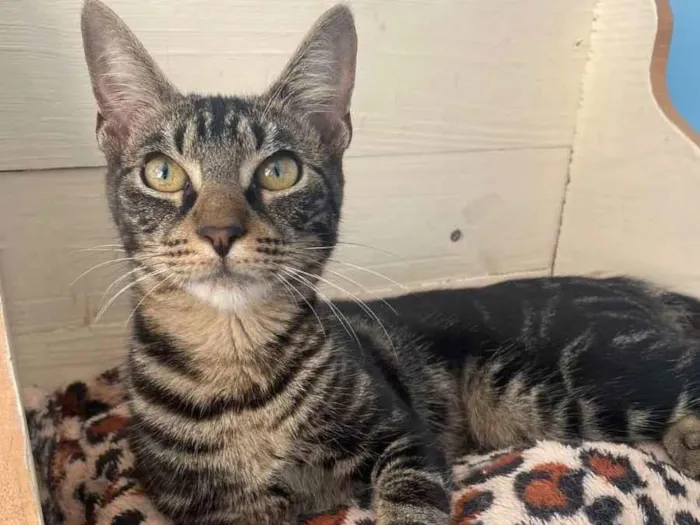 Gato raça Srd idade 2 a 6 meses nome Tutti