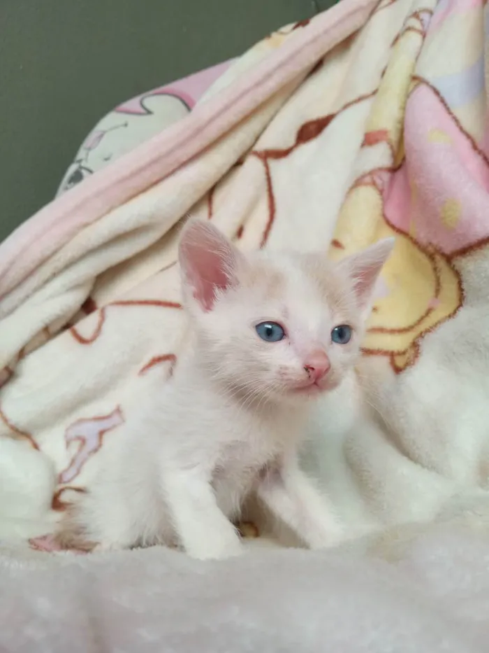 Gato raça Ragamuffin idade Abaixo de 2 meses nome Tobby