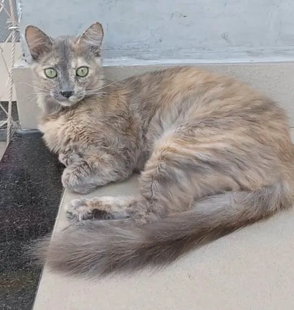 Gato ra a Srd idade 7 a 11 meses nome Suzy
