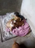 Sem nomes são filhot