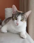 MEL